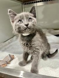 PEPPER JACK - Photo 1