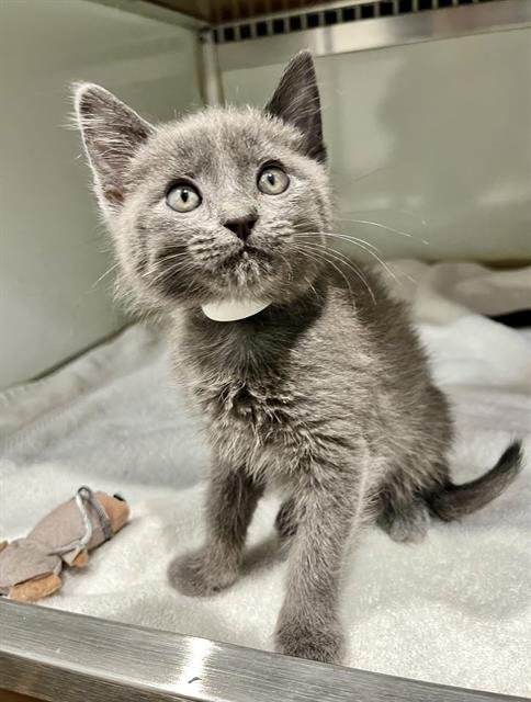 PEPPER JACK - Domestic Short Hair available for adoption