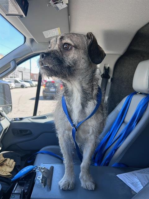BARLEY - Border Terrier / Pug available for adoption