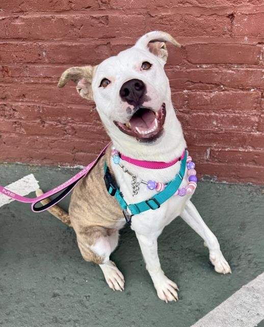 CASSIE - Pit Bull Terrier available for adoption