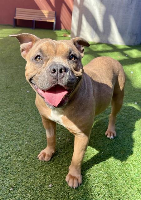 KERMIE - Staffordshire Bull Terrier available for adoption