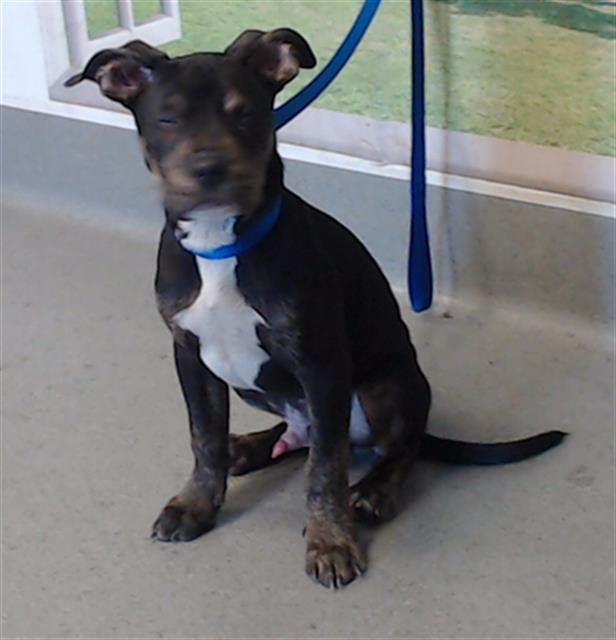 TOOTLES - Pit Bull Terrier available for adoption