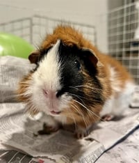 NEVILLE LONGTOOTH - Photo 1