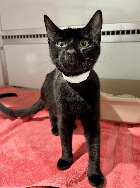BEAR - Domestic Short Hair available for adoption