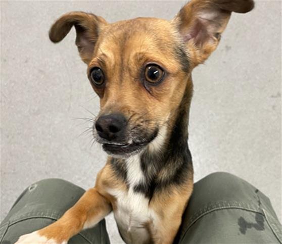 ELTON - Chihuahua available for adoption