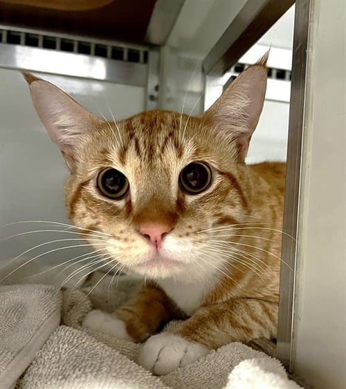 MICHI - Domestic Short Hair available for adoption