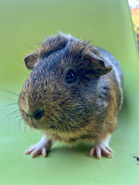 CODY - Guinea Pig available for adoption