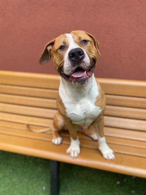 LINEBACKER - Pit Bull Terrier available for adoption