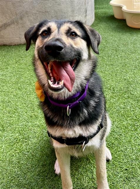 SAFFRON - German Shepherd Dog available for adoption