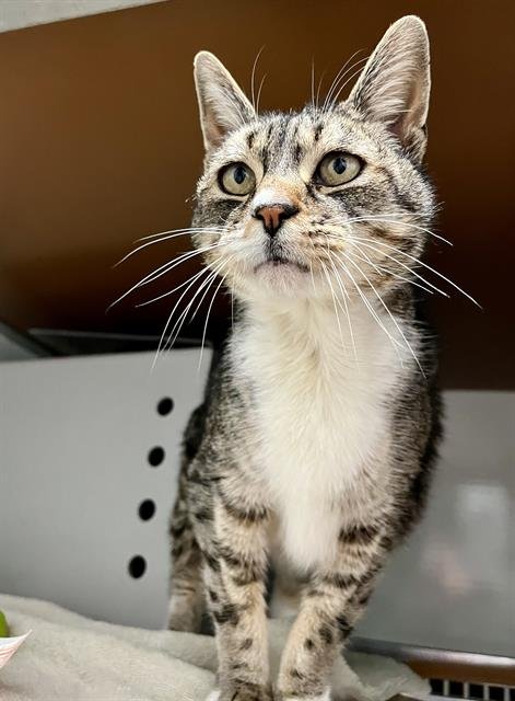 MEOW MEOW - Domestic Medium Hair available for adoption