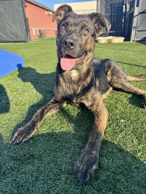 CARE BEAR - Pit Bull Terrier available for adoption