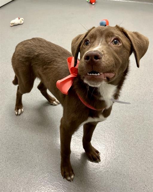 TACKLE - Labrador Retriever available for adoption