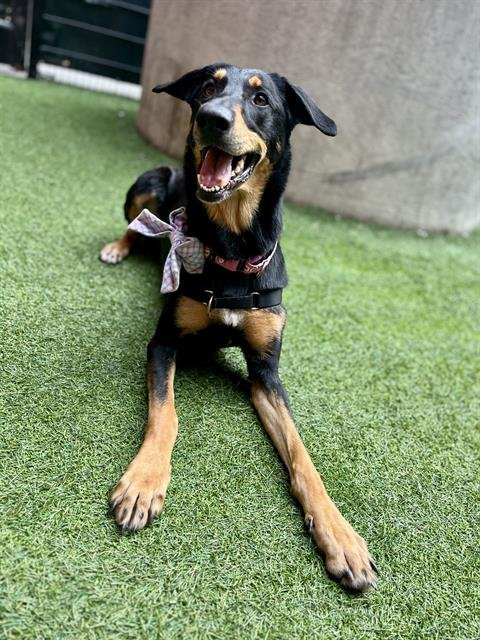 DINAH - Doberman Pinscher / Labrador Retriever available for adoption