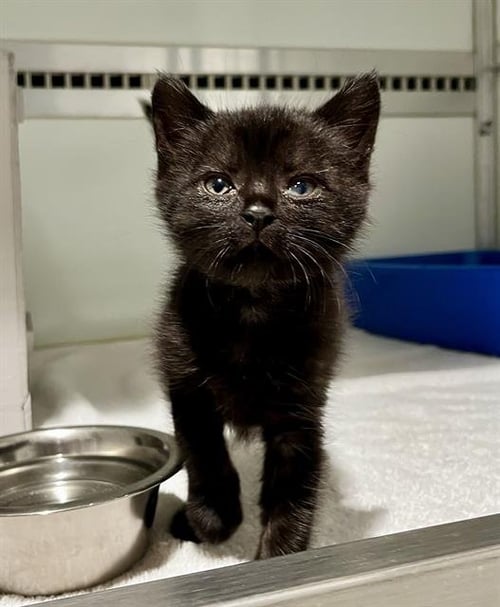 ECLIPSE - Domestic Short Hair available for adoption