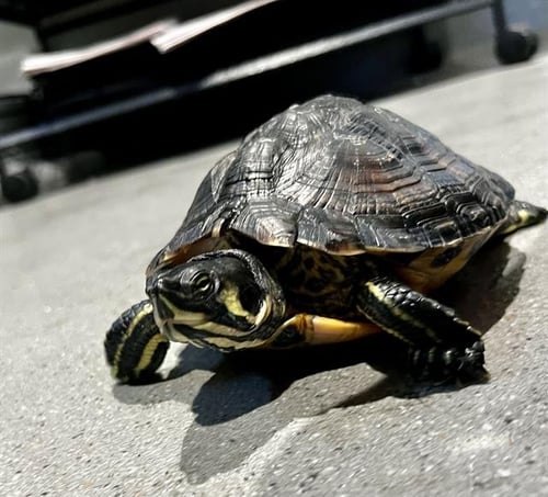 COURT - Turtle available for adoption
