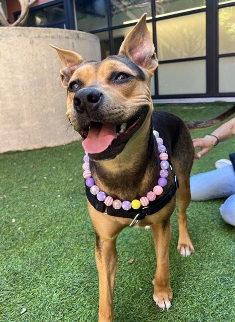 DOLLY - Black Mouth Cur available for adoption
