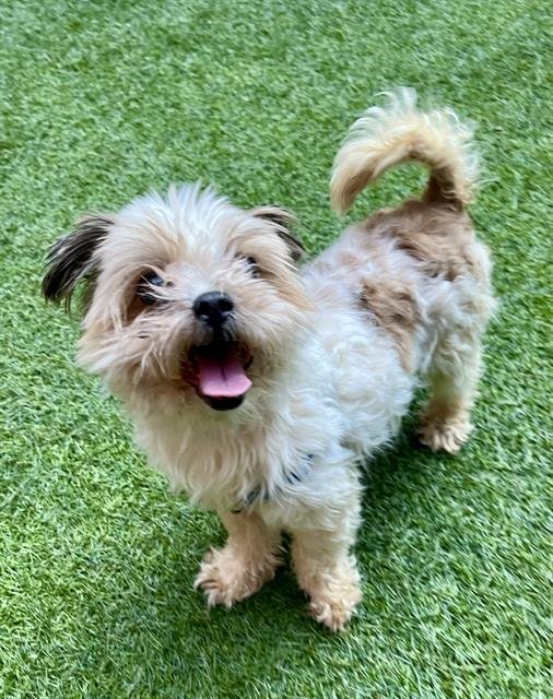 SCRIMMAGE - Maltese / Cairn Terrier available for adoption