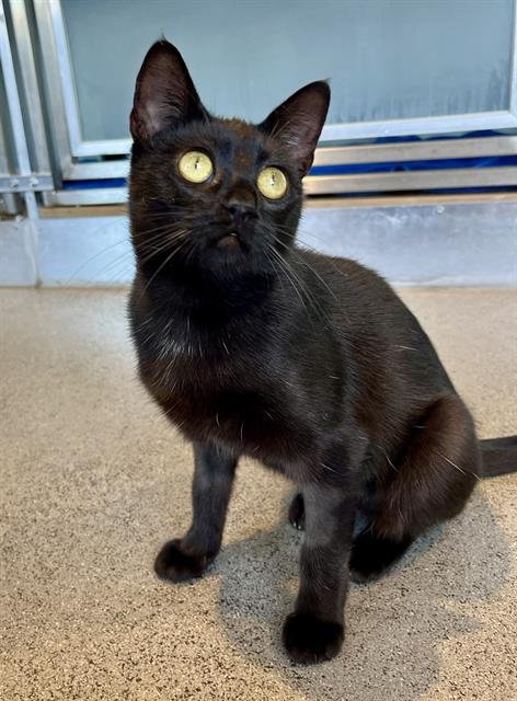 MILENA - Domestic Short Hair available for adoption