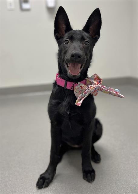MISS AJAX - German Shepherd Dog available for adoption