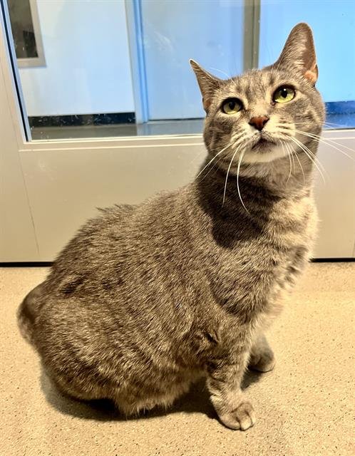 MINNIE - Domestic Short Hair available for adoption