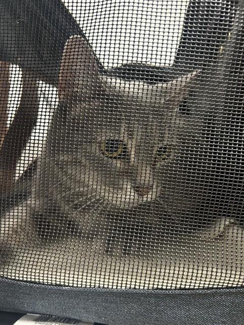 MINNIE - Domestic Short Hair available for adoption
