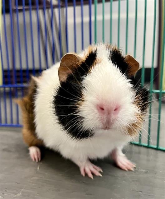 WILLOW - Guinea Pig available for adoption