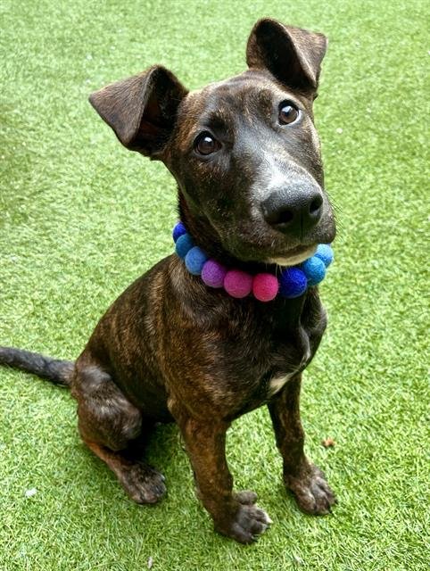 KICKOFF - Pit Bull Terrier available for adoption