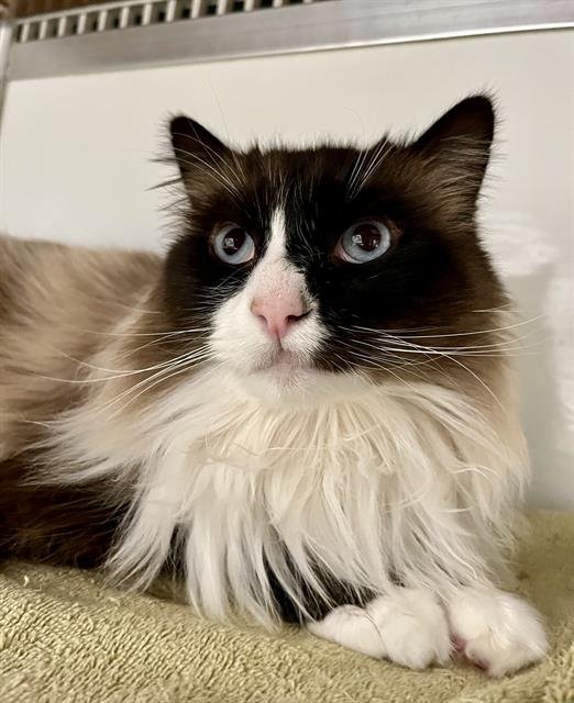 WHISKEY - Domestic Medium Hair available for adoption