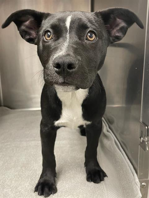 LUCKY - Pit Bull Terrier available for adoption