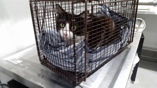 SAM - Domestic Short Hair available for adoption