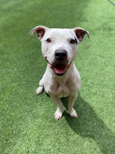 SHIMMY - Pit Bull Terrier available for adoption