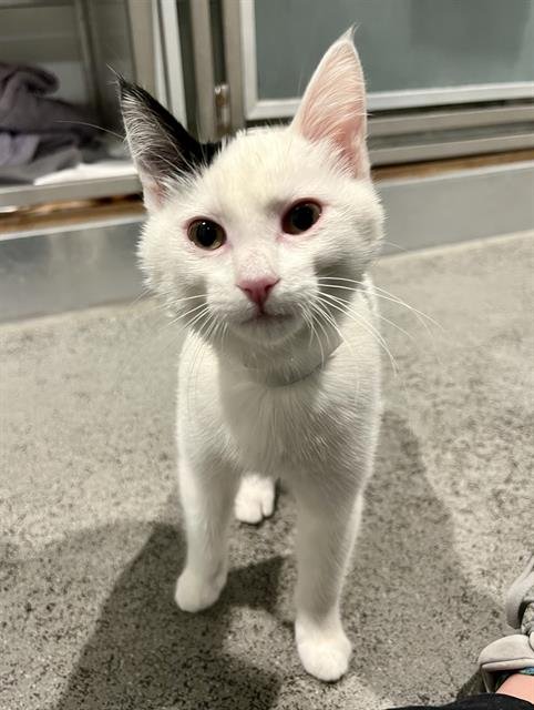 BOWIE - Domestic Short Hair available for adoption