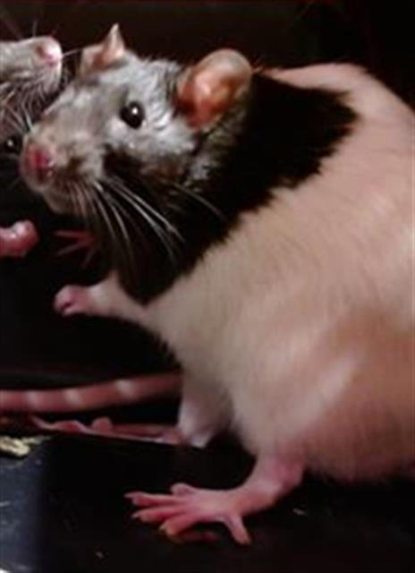 SIMON Image