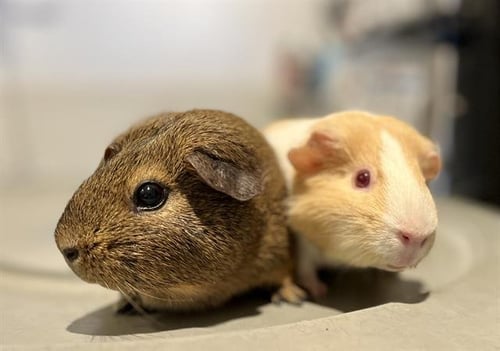 LOUISE - Guinea Pig available for adoption
