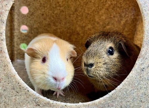 LOUISE - Guinea Pig available for adoption