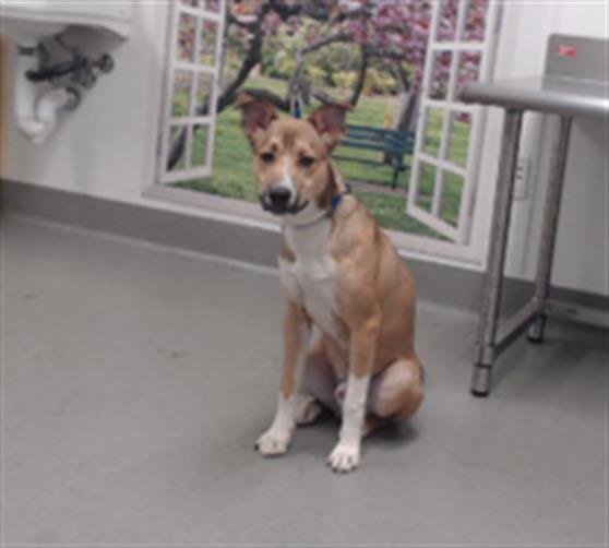 BROCK PURDY - Husky available for adoption