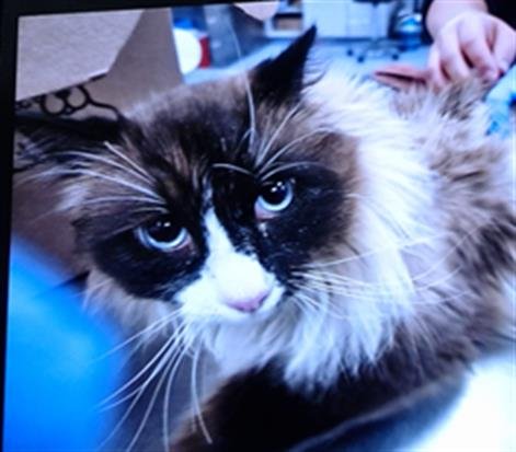 WHISKEY - Domestic Medium Hair available for adoption