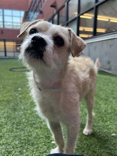 BEDHEAD - Cairn Terrier available for adoption