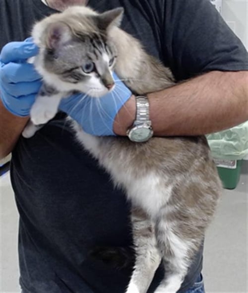 MITSUKY - Domestic Short Hair available for adoption