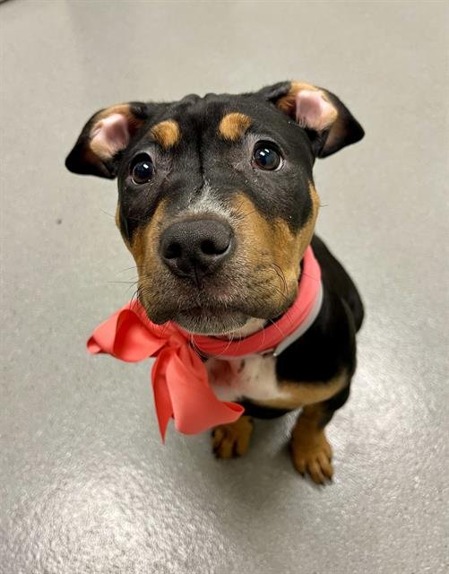 LAVENDER - Pit Bull Terrier available for adoption