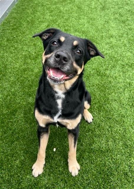 ROSS - German Shepherd Dog / Rottweiler available for adoption