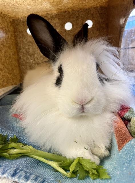CHARLIE - Shorthaired Rabbit available for adoption