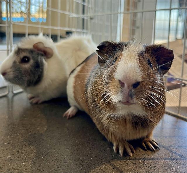 CHIPIRO - Guinea Pig available for adoption