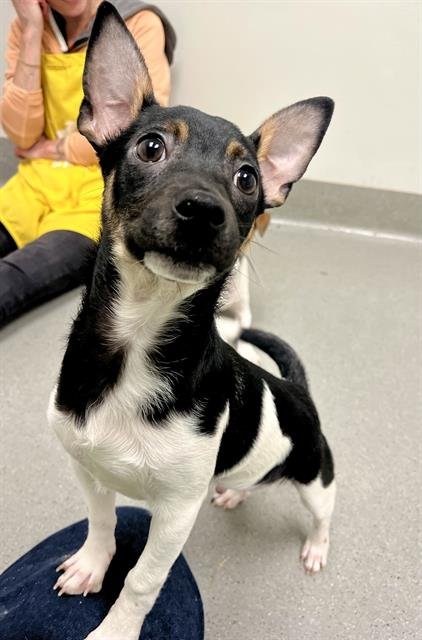 ABBOTT - Jack Russell Terrier (Parson Russell Terrier) / Chihuahua available for adoption