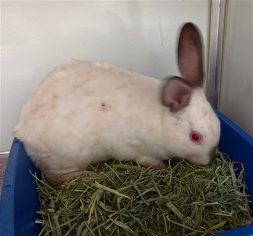 A593728 - Shorthaired Rabbit available for adoption