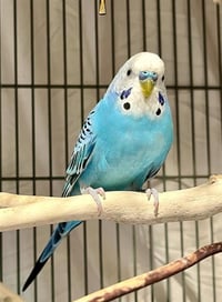 WALTER - Photo 1