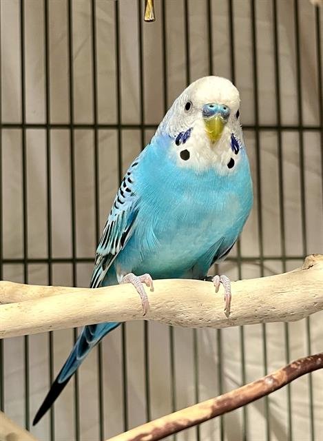 WALTER - Parakeet - Other available for adoption