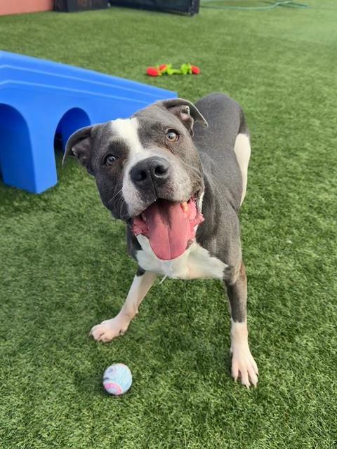 MELON - American Staffordshire Terrier available for adoption