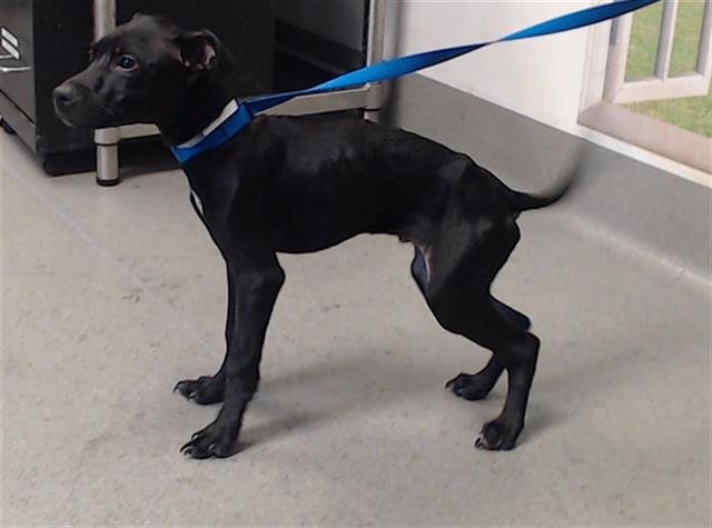 HALFTIME - Pit Bull Terrier available for adoption