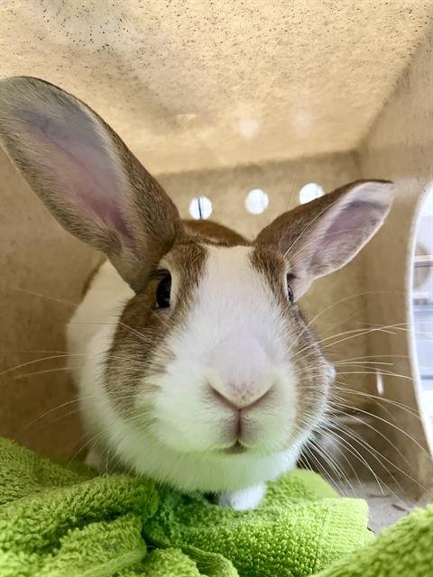 CARAMEL - Shorthaired Rabbit available for adoption